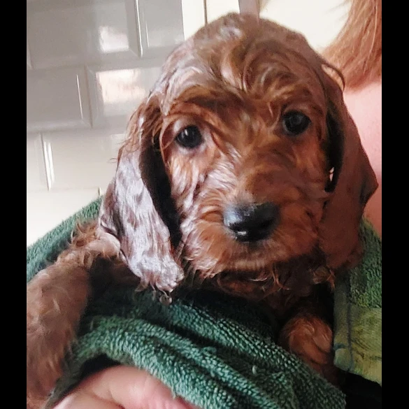 Cockapoo - Both