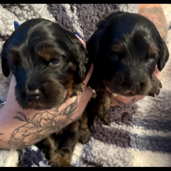 Cockapoo - Both