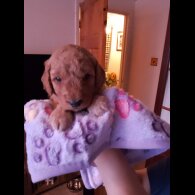 Cockapoo - Both