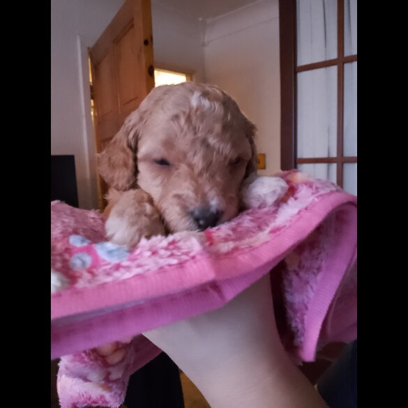 Cockapoo - Both
