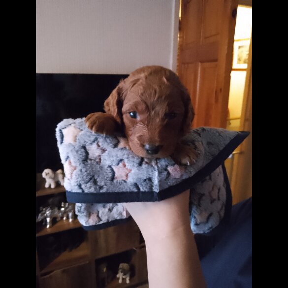 Cockapoo - Both