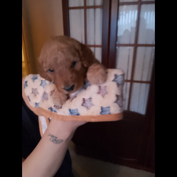 Cockapoo - Both