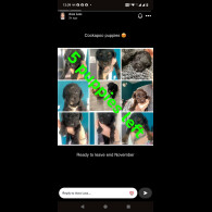 Cockapoo - Both