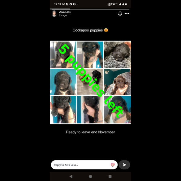 Cockapoo - Both