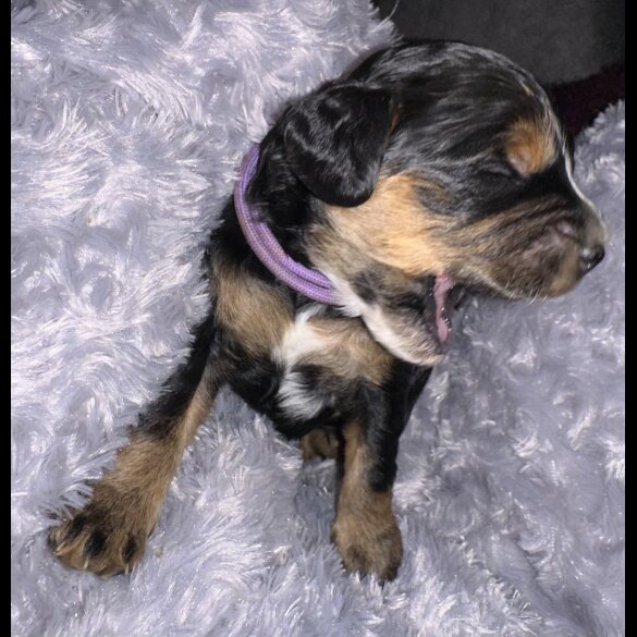 Cockapoo - Both