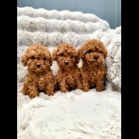 Cockapoo - Both