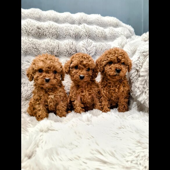 Cockapoo - Both