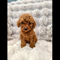 Cockapoo - Both