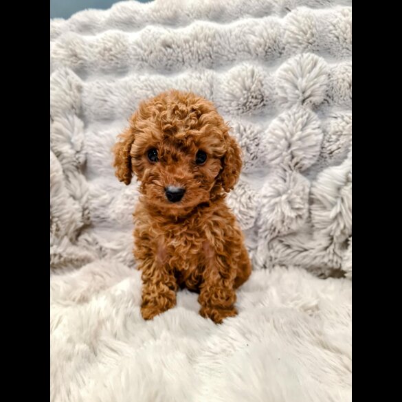 Cockapoo - Both