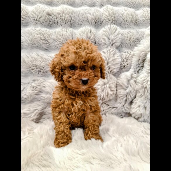 Cockapoo - Both