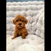 Cockapoo - Both