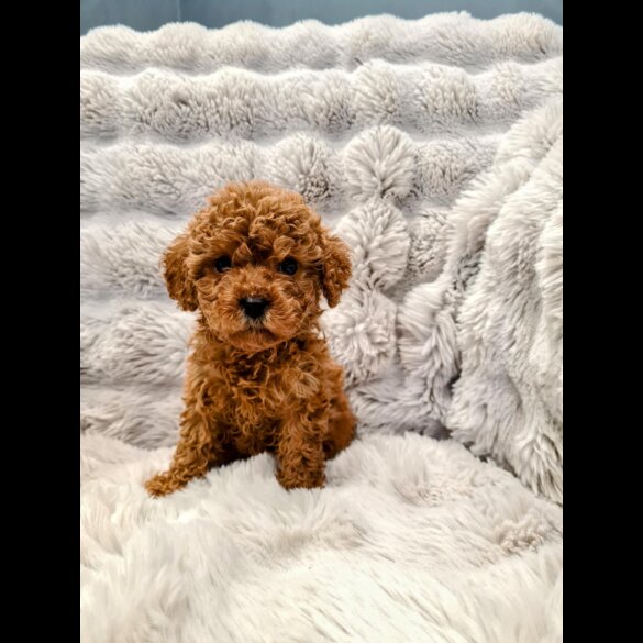 Cockapoo - Both