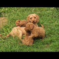 Cockapoo - Both