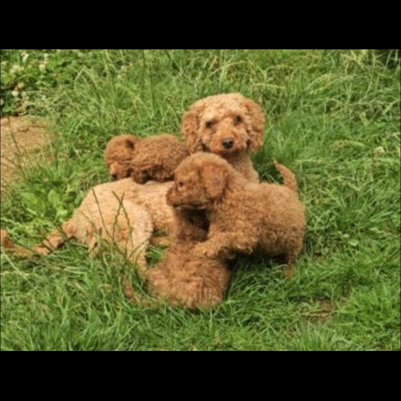 Cockapoo - Both