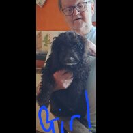 Cockapoo - Dogs