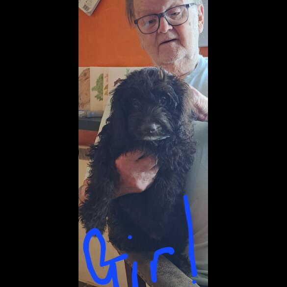 Cockapoo - Dogs