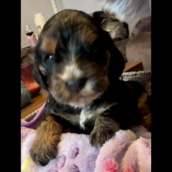 Cockapoo - Both
