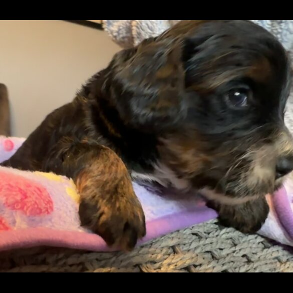 Cockapoo - Both