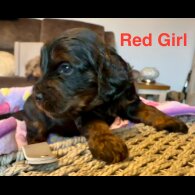 Cockapoo - Both