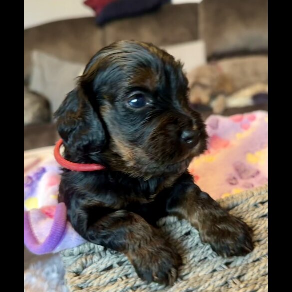 Cockapoo - Both