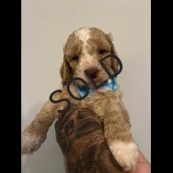Cockapoo - Both