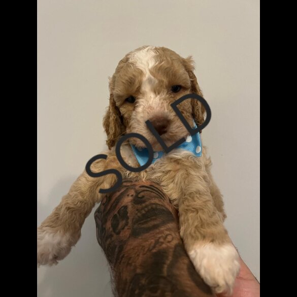 Cockapoo - Both