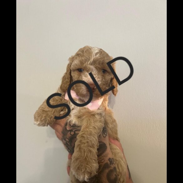Cockapoo - Both