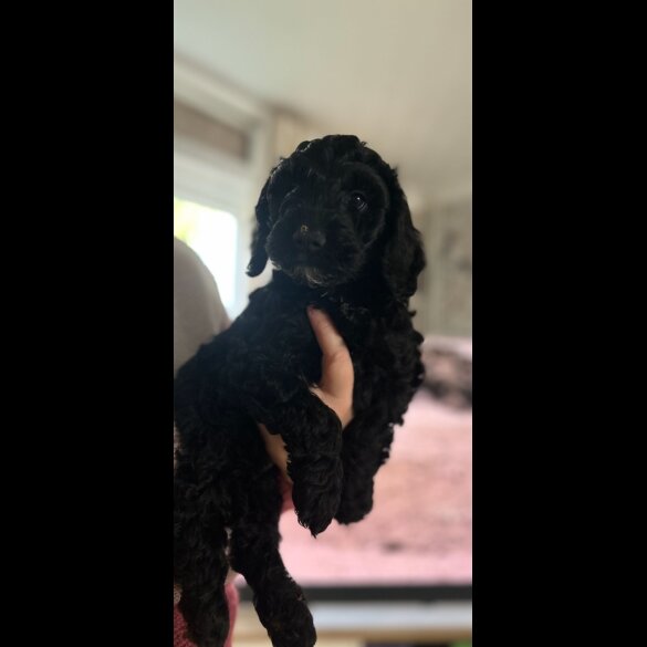 Cockapoo - Both