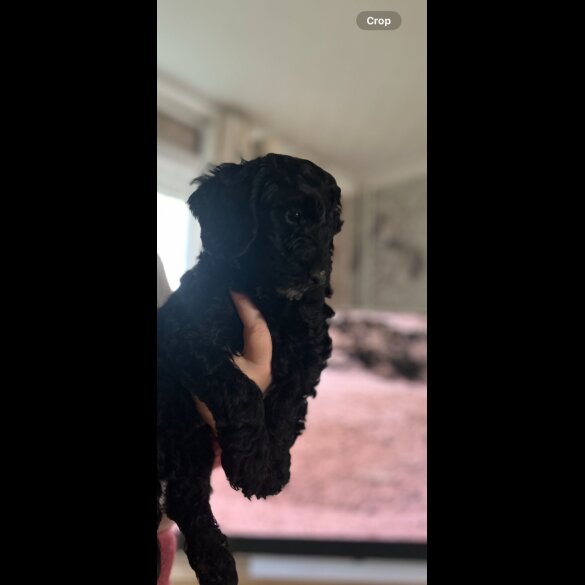 Cockapoo - Both