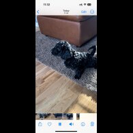 Cockapoo - Both