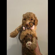 Cockapoo - Both
