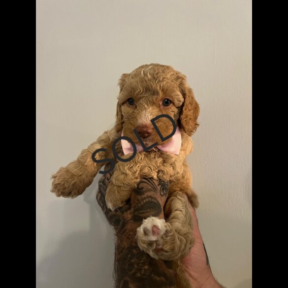 Cockapoo - Both