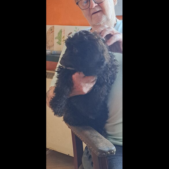 Cockapoo - Dogs