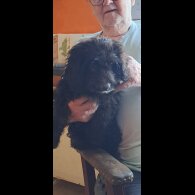 Cockapoo - Dogs