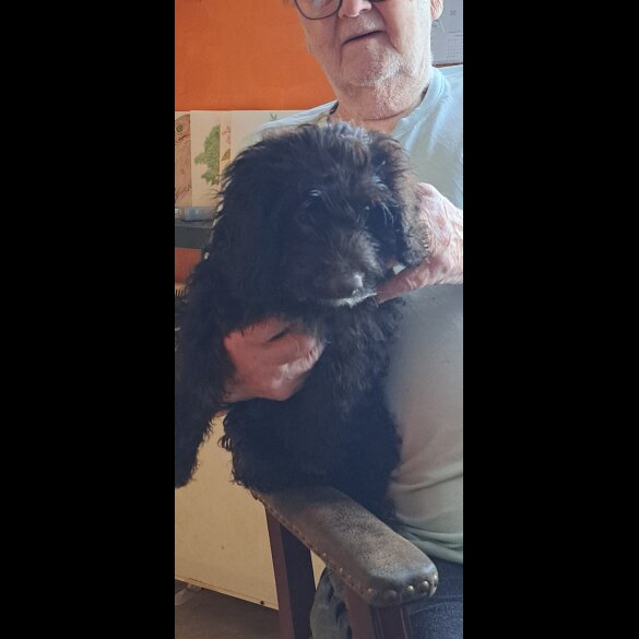 Cockapoo - Dogs