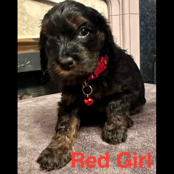 Cockapoo - Both