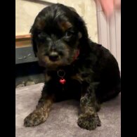 Cockapoo - Both