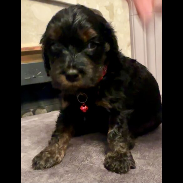 Cockapoo - Both