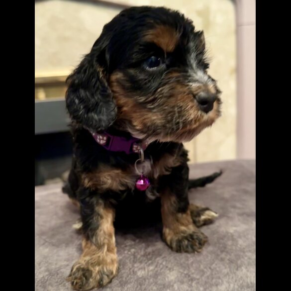 Cockapoo - Both