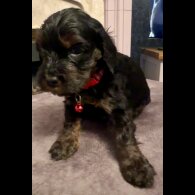 Cockapoo - Both