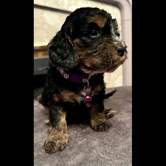 Cockapoo - Both