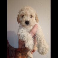 Cockapoo - Both