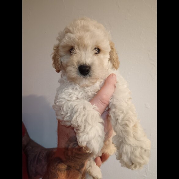 Cockapoo - Both