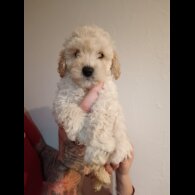 Cockapoo - Both