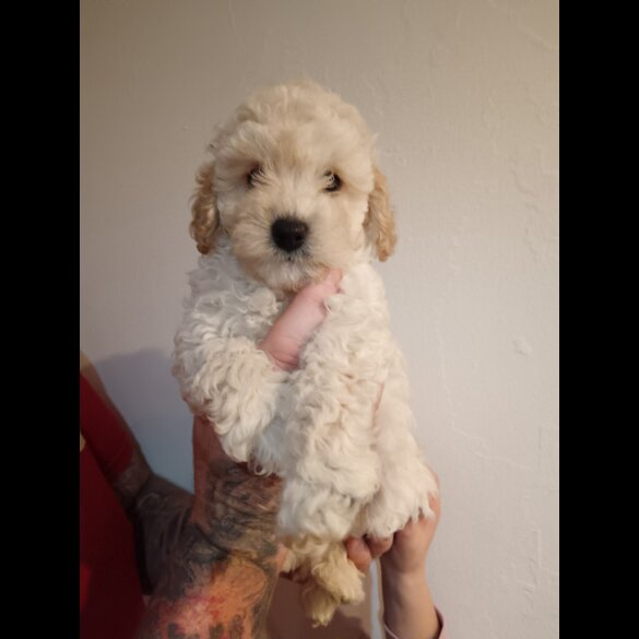 Cockapoo - Both
