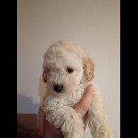 Cockapoo - Both