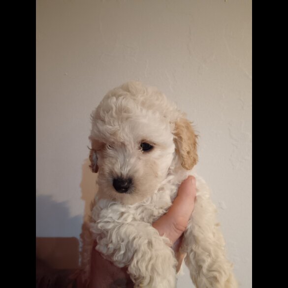 Cockapoo - Both