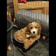 Cockapoo - Both