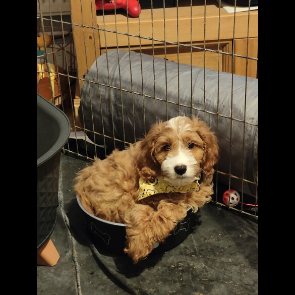 Cockapoo - Both
