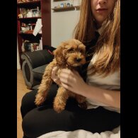 Cockapoo - Both